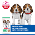 Hill’s Canine Puppy – Sp – Medium – Lamb & Rice – 12 Kg